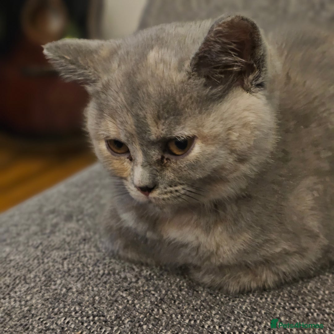 British Shorthair cats for sale: Beautiful kitten GCCF registered - Advert 3