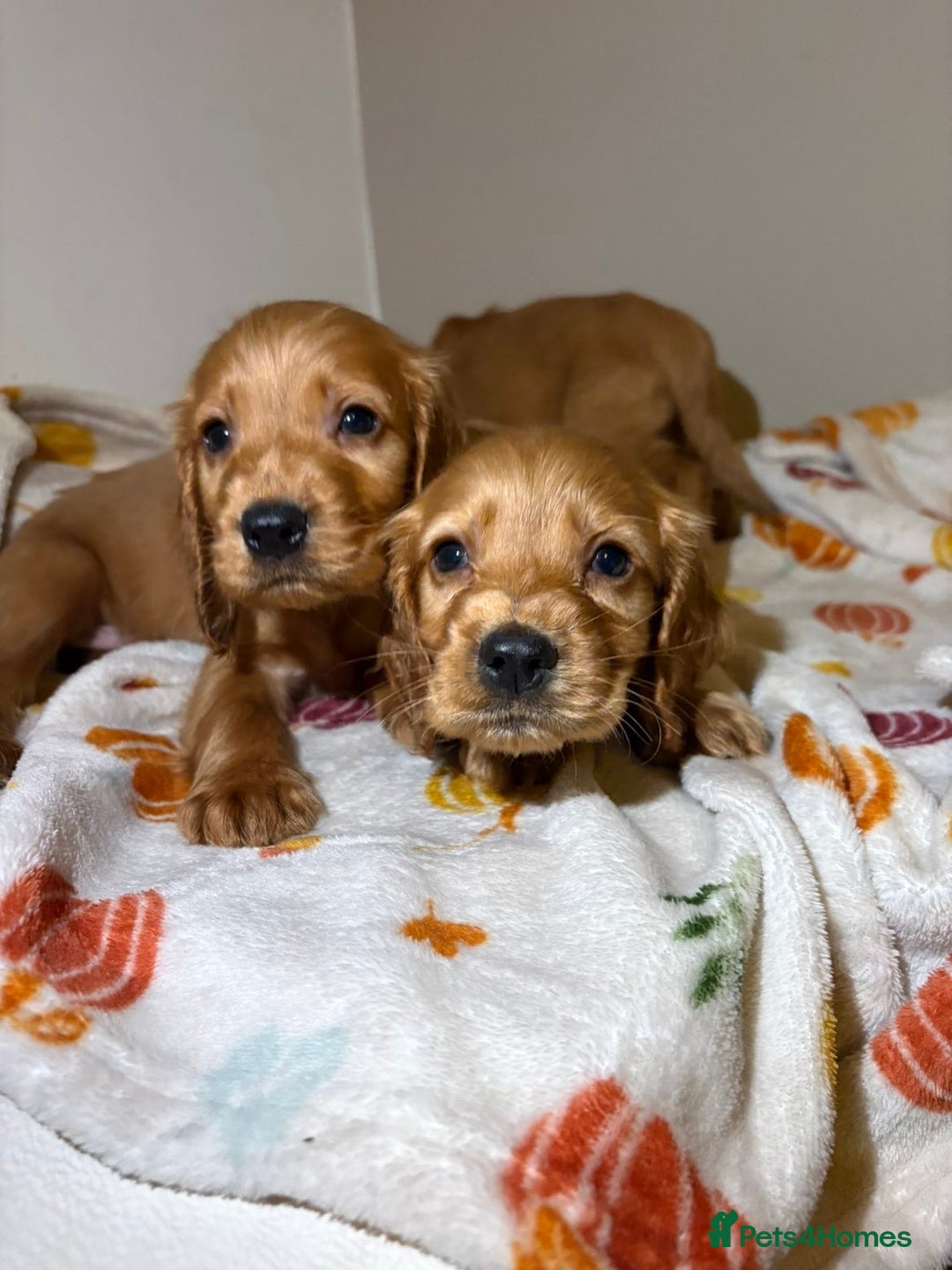 Cocker Spaniel dogs for sale: Cocker spaniel puppies (show)  - Image 4