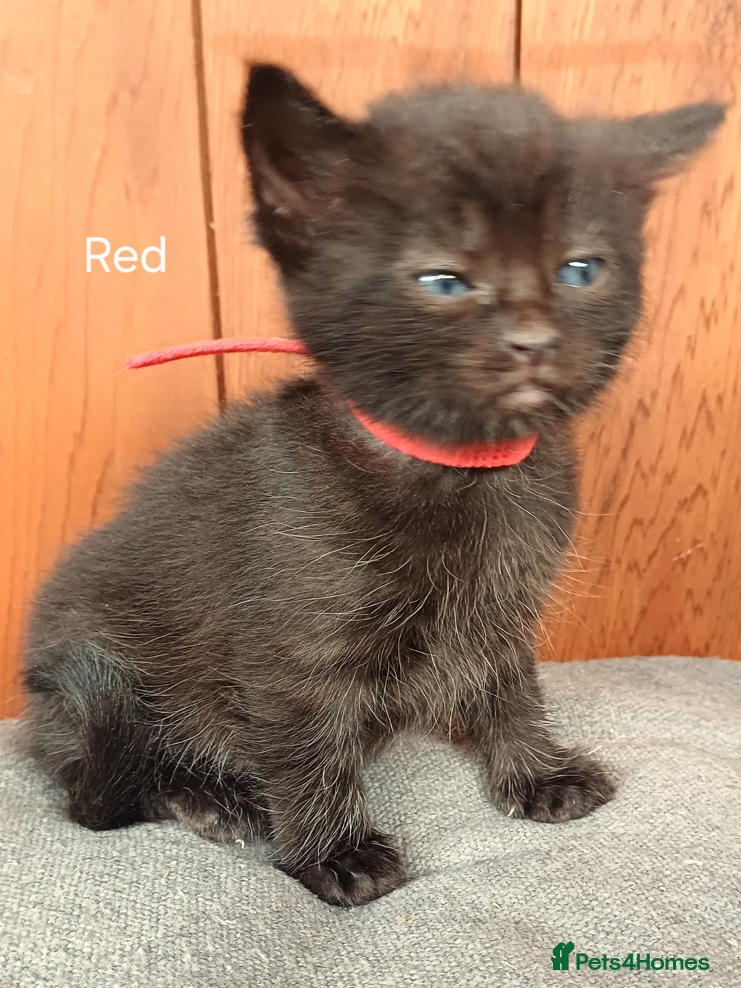 Mixed Breed cats for sale: 8 Gorgeous kittens ready to leave in 10 days - Advert 17