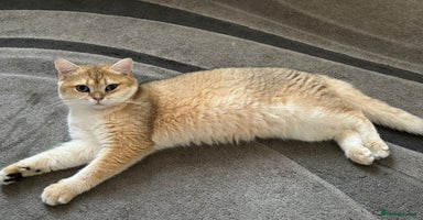 British Shorthair cats - Advert 2