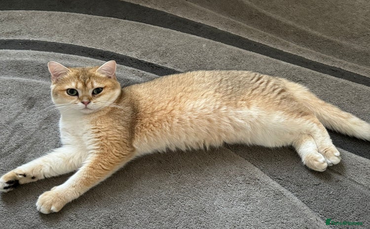 British Shorthair cats - Advert 1