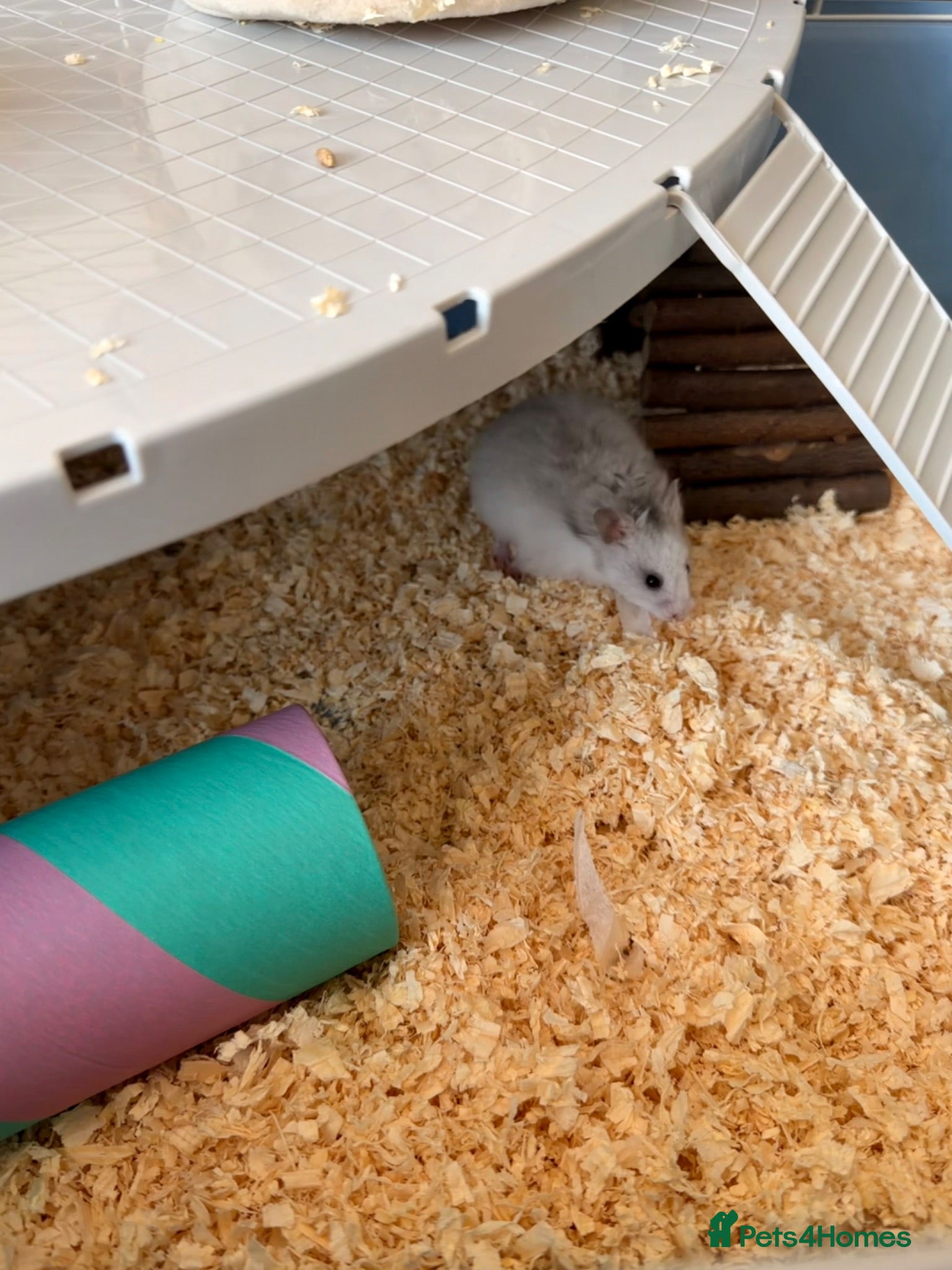 Hamster rodents Baby Syrian hamster 12/13 weeks old  - Advert 6