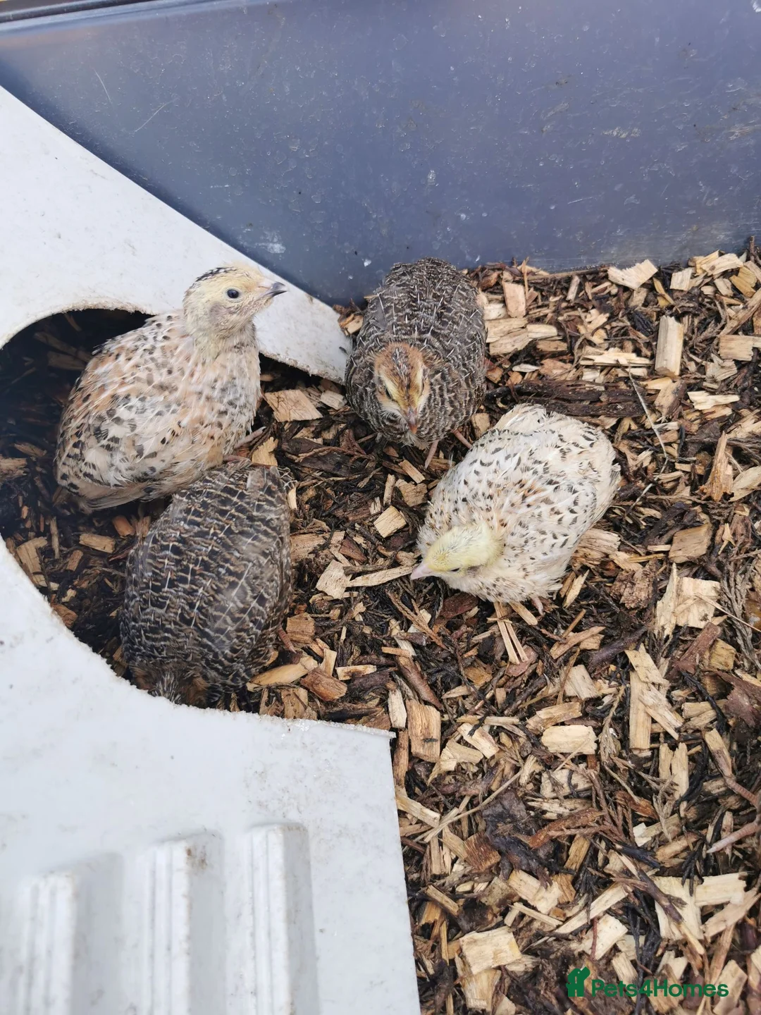 Quail poultry for sale: Mixed Coturnix Quail chicks  - Advert 2
