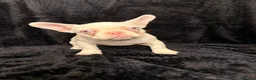 French Bulldog dogs for sale: Fluffy and Pink - Advert 7