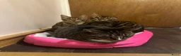 Bengal cats for sale: Pure Breed Bengal Kittens in Bristol - Advert 3