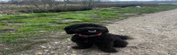Mini Goldendoodle dogs for stud: 🐶KC Registered F1bb Mini Goldendoodle–Stud Dog! in Dereham - Advert 5