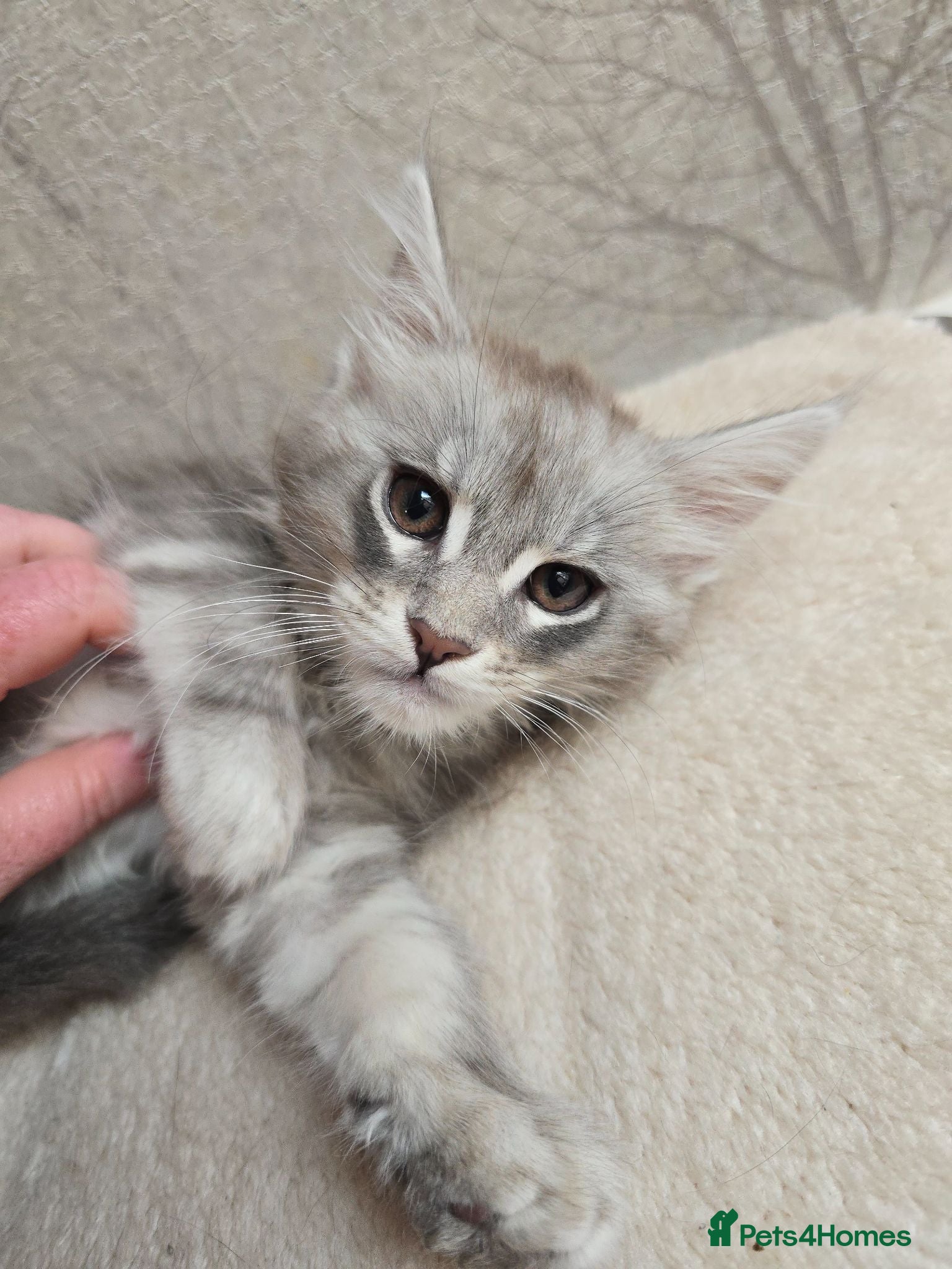 Maine Coon cats STUNNING RARE Maine Coons Shaded Shell Silver - Advert 2