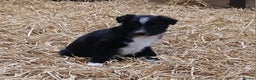 Border Collie dogs for sale: Adorable sherp dog pups for sale - Advert 10