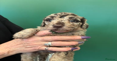 Cockapoo dogs Stunning Cockapoos looking for their new homes - Advert 16