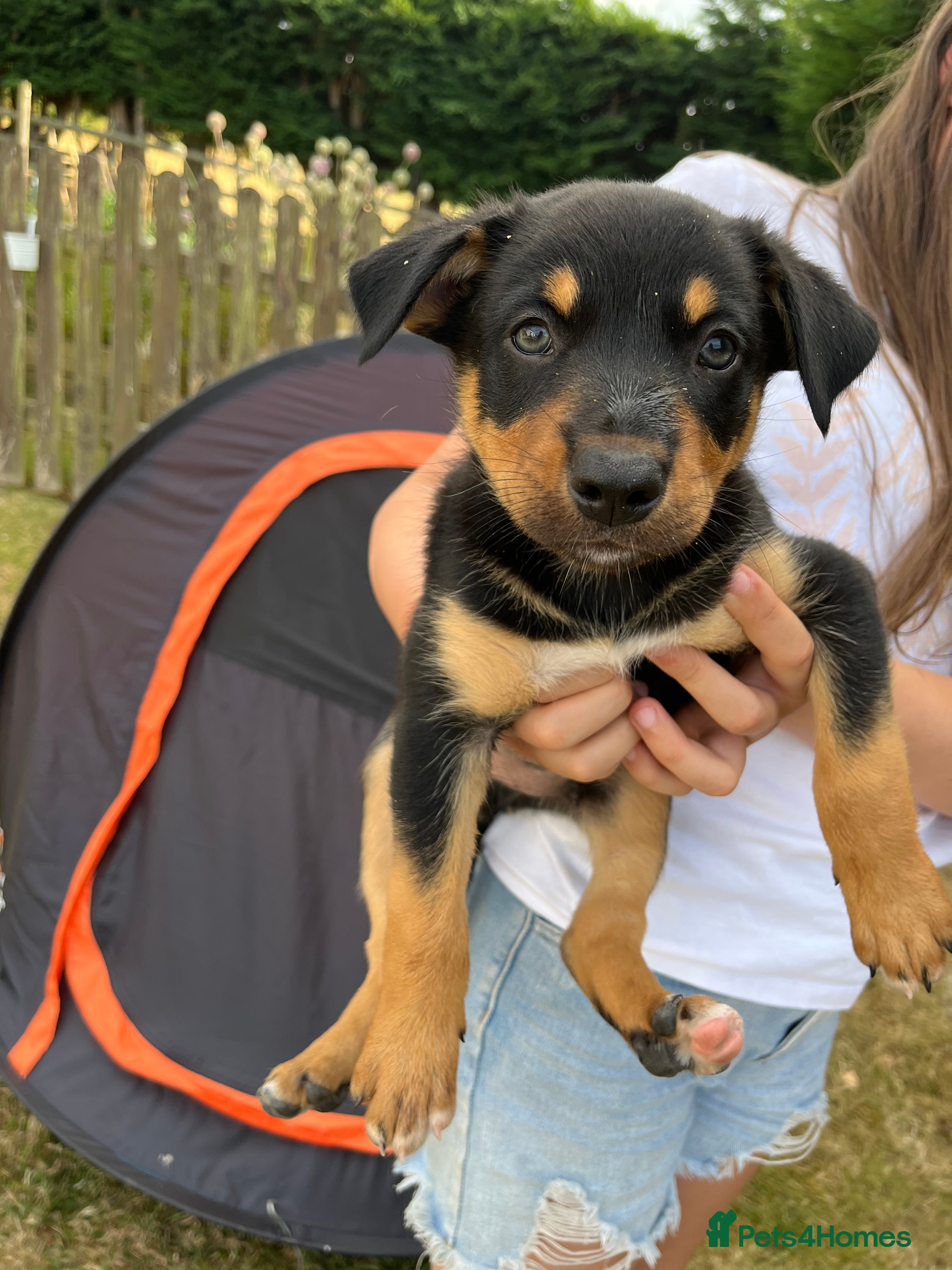 Mixed Breed dogs Mrs ceri williams - Advert 5