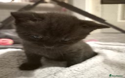 Brazilian Shorthair cats for sale: Kittens  - Image 9