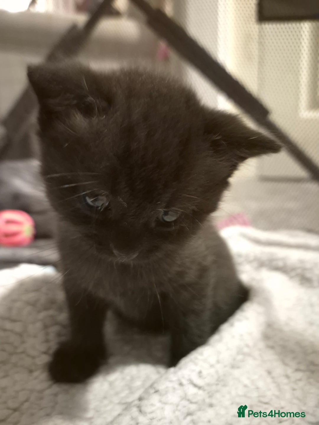 Brazilian Shorthair cats for sale: Kittens  - Image 9