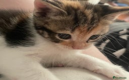 Domestic Shorthair cats for sale: 2 Adorable Female Kittens - Image 5