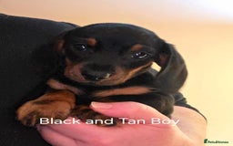 Dachshund dogs for sale: Dachshund puppies  - Image 6