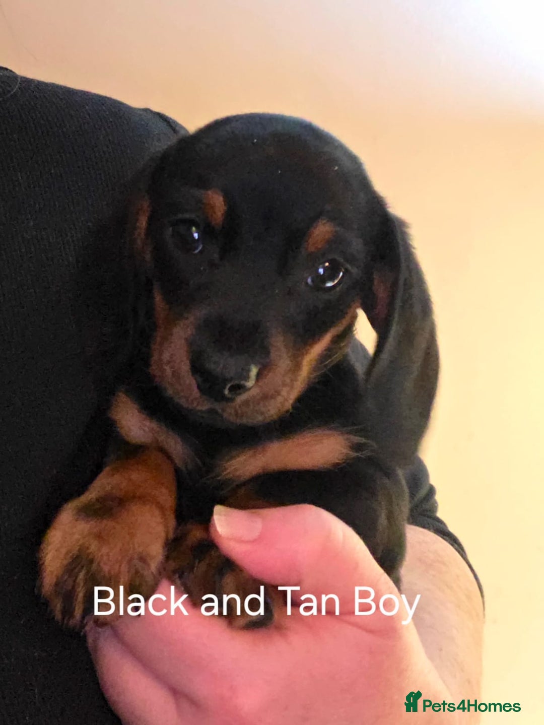 Dachshund dogs for sale: Dachshund puppies  - Image 6