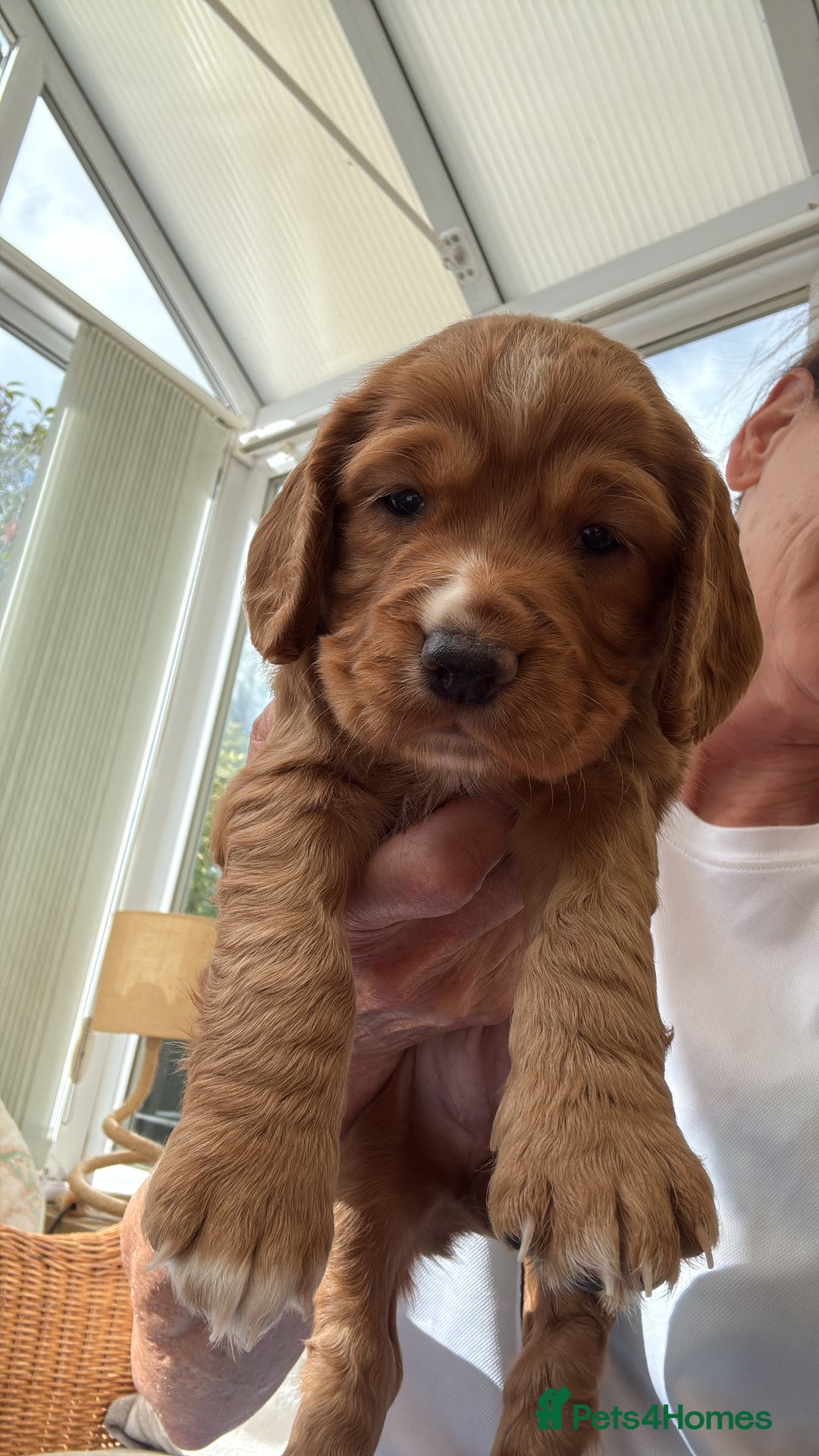 Cocker Spaniel dogs for sale: Working cocker spaniels (red)  - Image 8