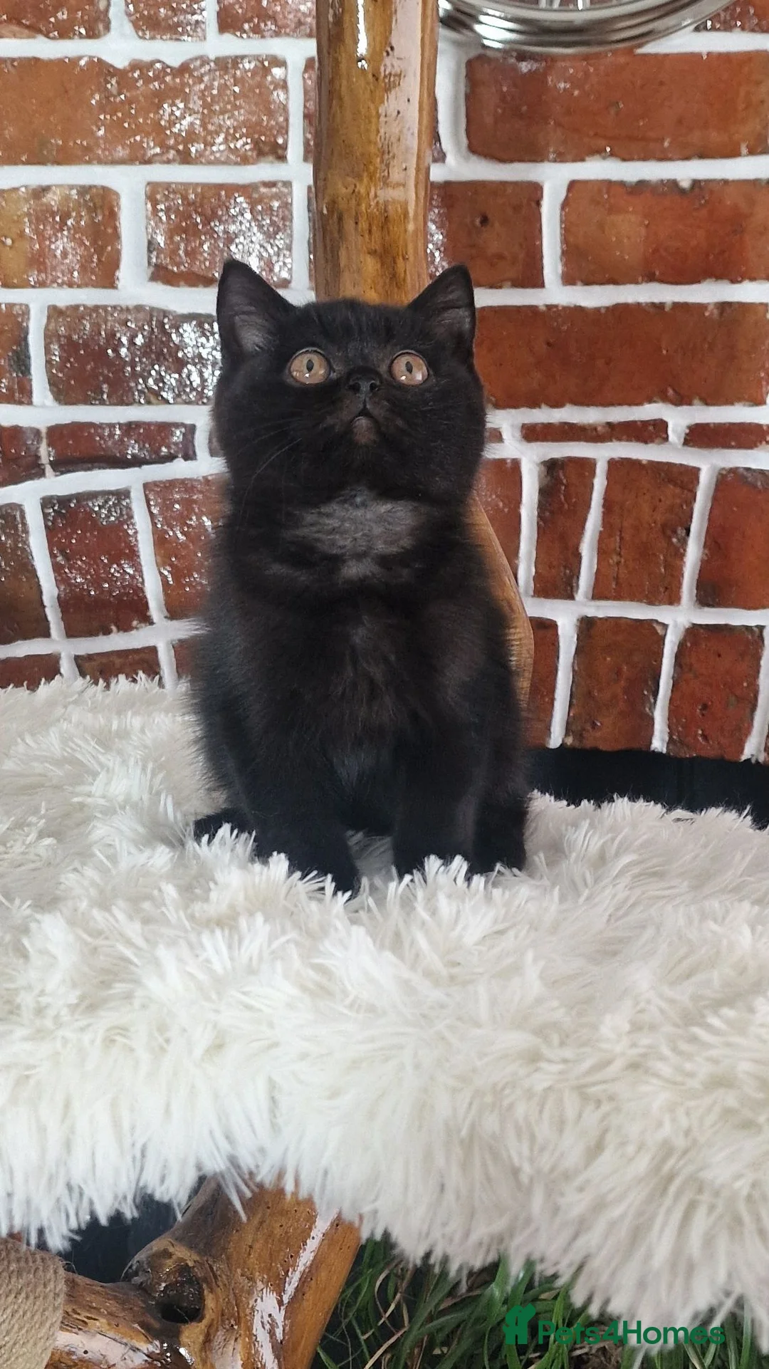 British Shorthair cats for sale: Tica Reg British Shorthair kittens Champion Lines - Advert 1