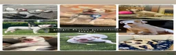 American Bulldog dogs for sale: American Bulldog Puppies - Advert 3