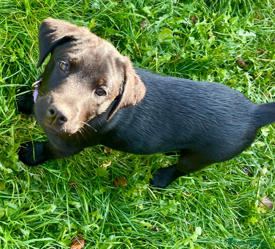 Mixed Breed dogs for sale: 2 beautiful nearly 6 month girls  - Advert 18