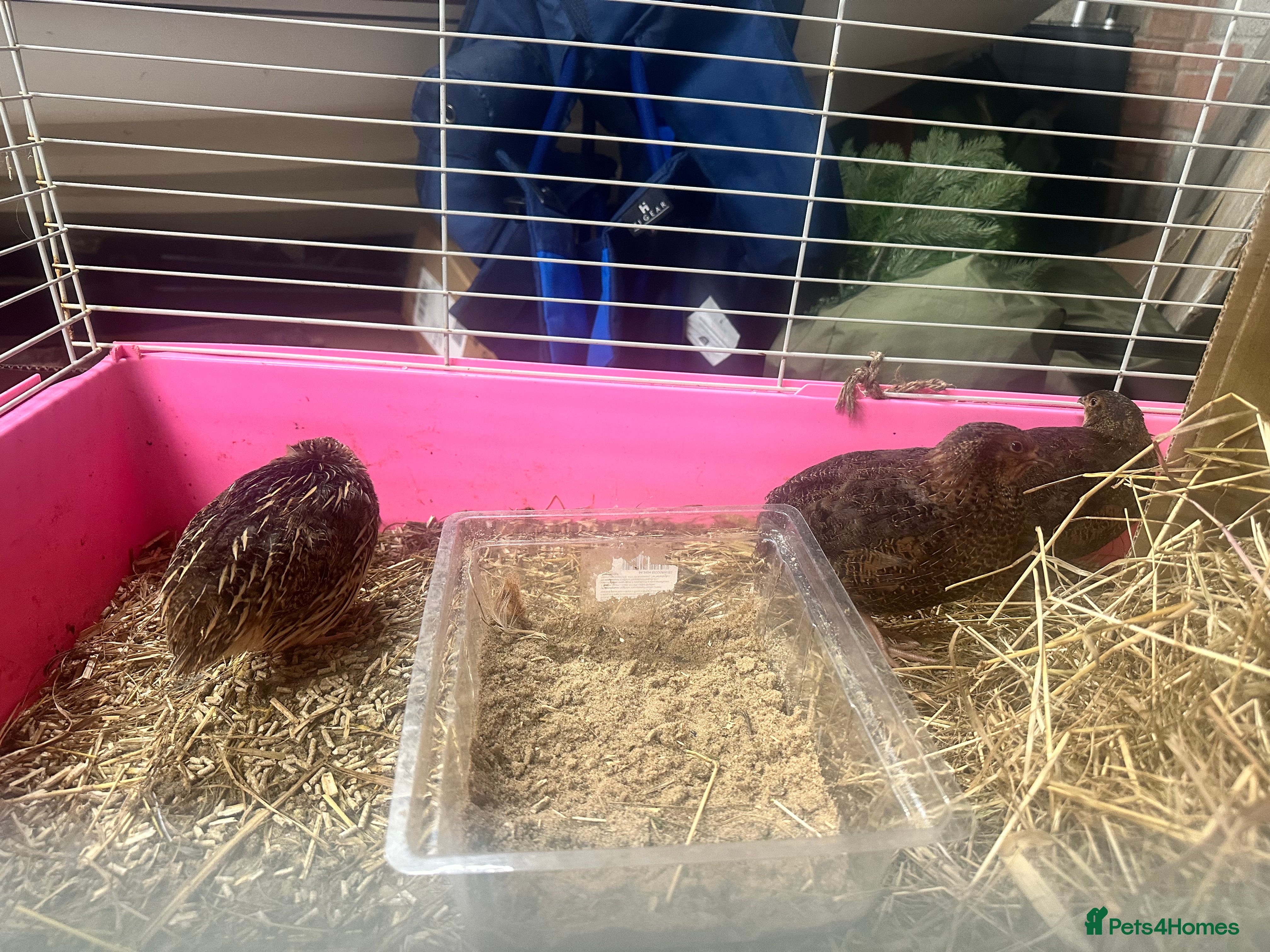 Quail poultry 3 coturnix quail roos  - Advert 14