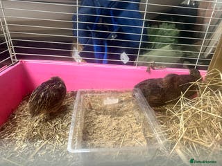 Quail poultry 3 coturnix quail roos - Advert 2