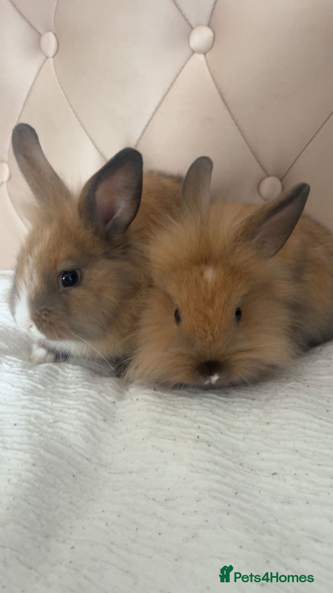 Lionhead rabbits Lionheads  - Advert 4
