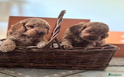 Cockapoo dogs for sale: Gorgeous Cockerpoo Puppies - Image 9