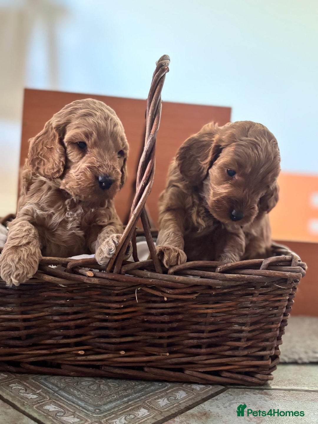 Cockapoo dogs for sale: Gorgeous Cockerpoo Puppies - Image 9