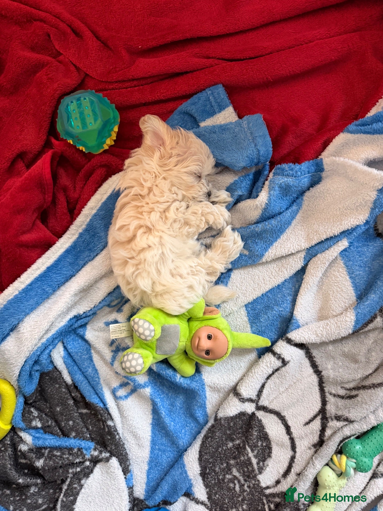 Maltipoo dogs ONLY ONE ❌❌💲Maltipoo GIRL - Advert 2