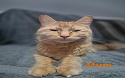 British Longhair cats for sale: Long haired kittens - Image 14