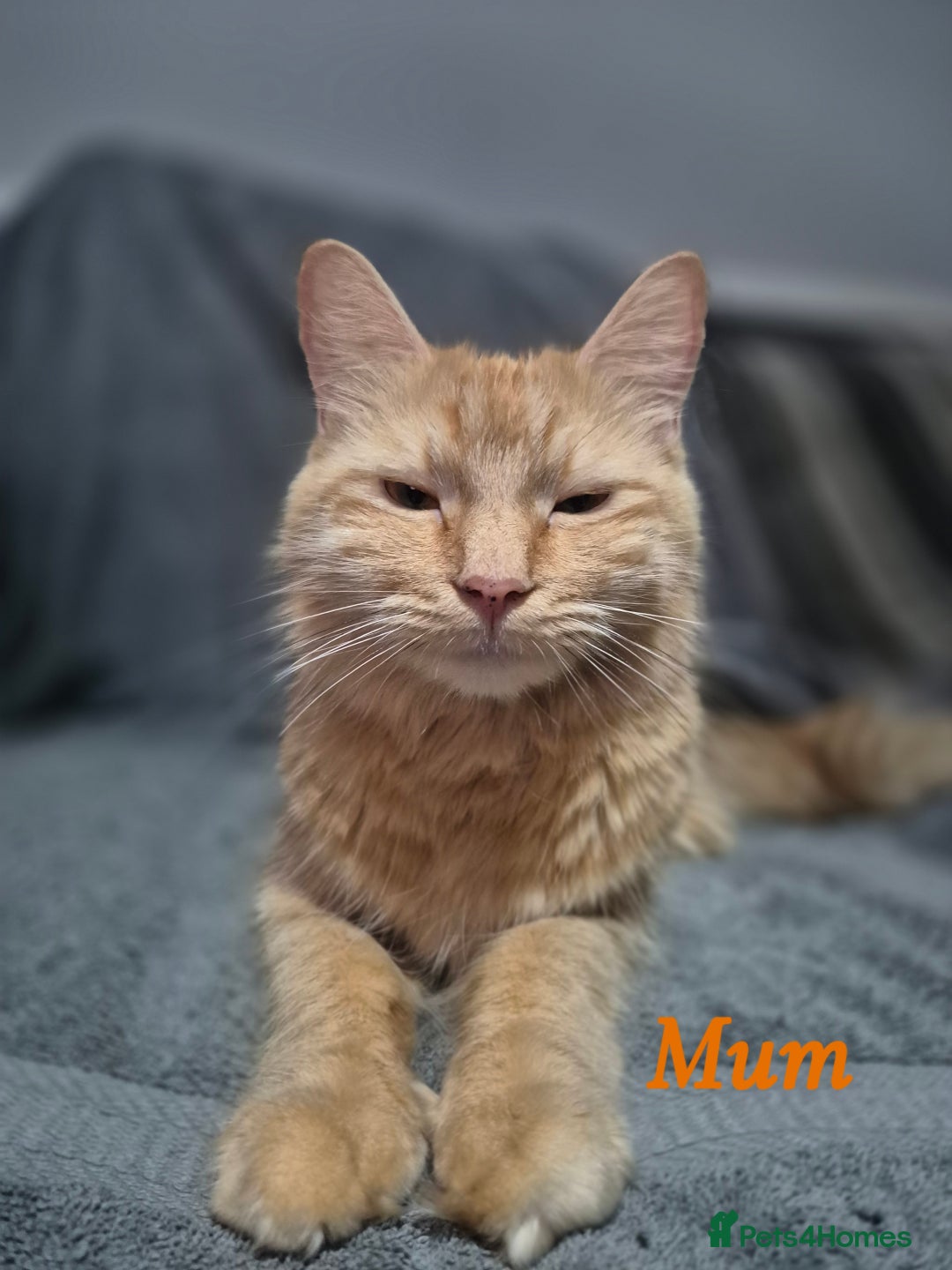 British Longhair cats for sale: Long haired kittens - Image 14