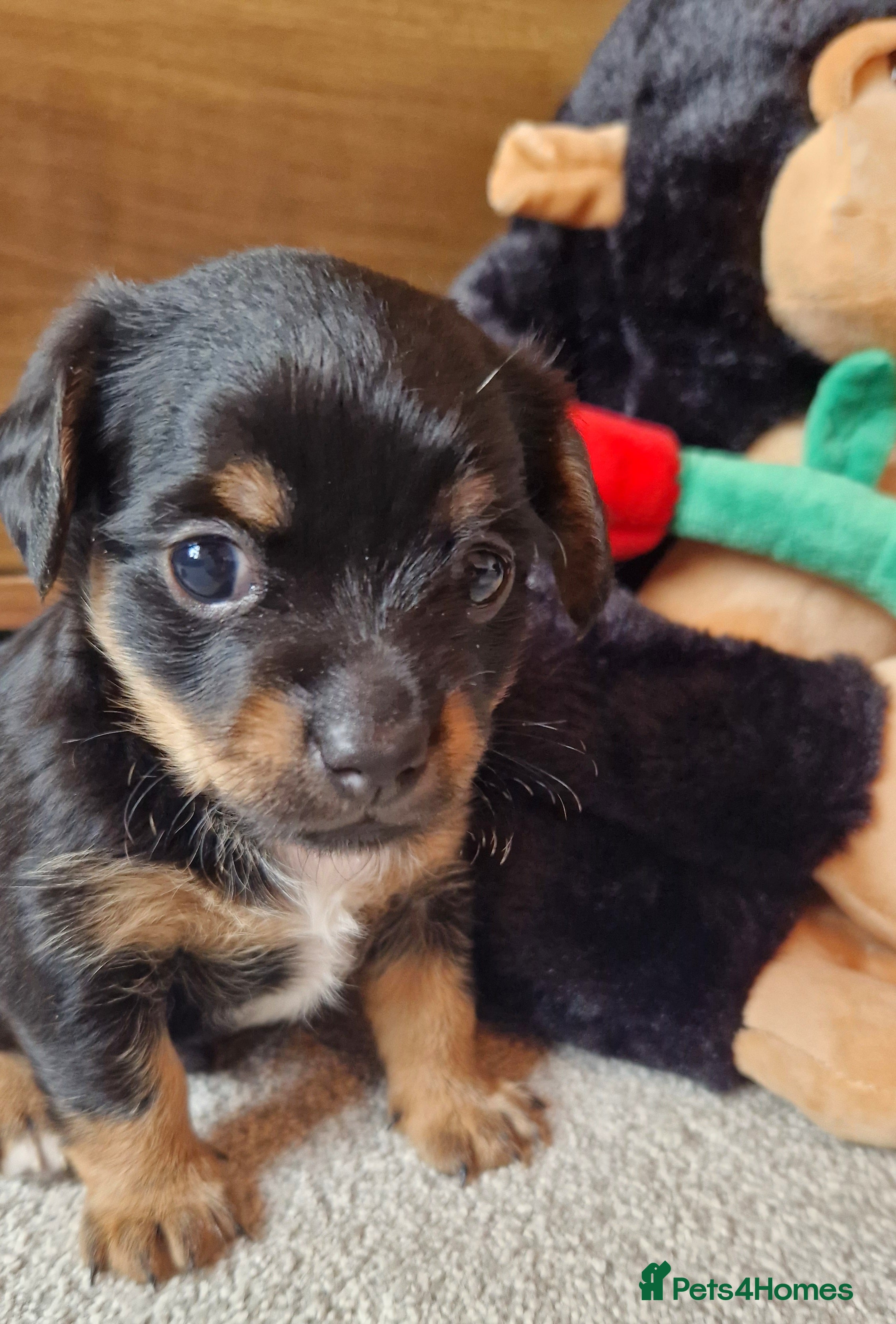 Jack Chi dogs JACK CHI PUPPIES  - Advert 3