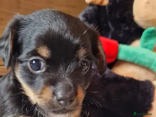 Jack Chi dogs JACK CHI PUPPIES - Advert 3