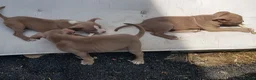 American Bully dogs for sale: American pocket bully puppies - Advert 10