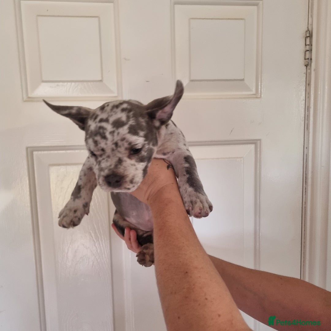 American Bully dogs for sale: David  - Image 18