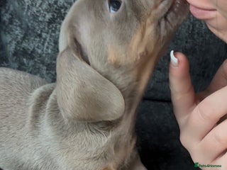 Miniature Dachshund dogs Special delivery 💙💕 - Advert 11