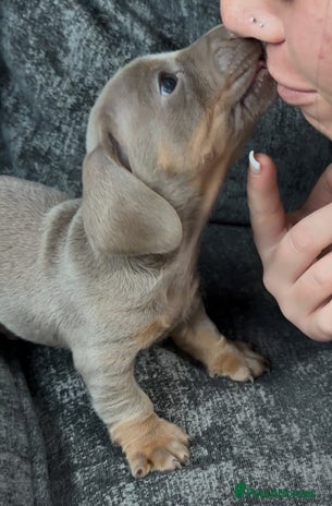 Miniature Dachshund dogs Special delivery 💙💕 - Advert 13