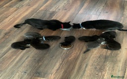 Mixed Breed cats for sale: Kittens - Image 1