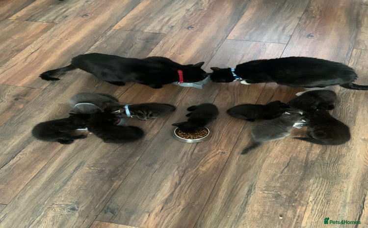 Mixed Breed cats - Advert 1