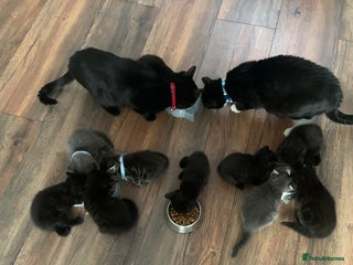 Mixed Breed cats - Advert 29