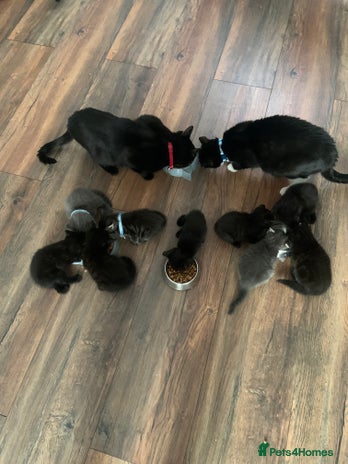 Mixed Breed cats - Advert 1