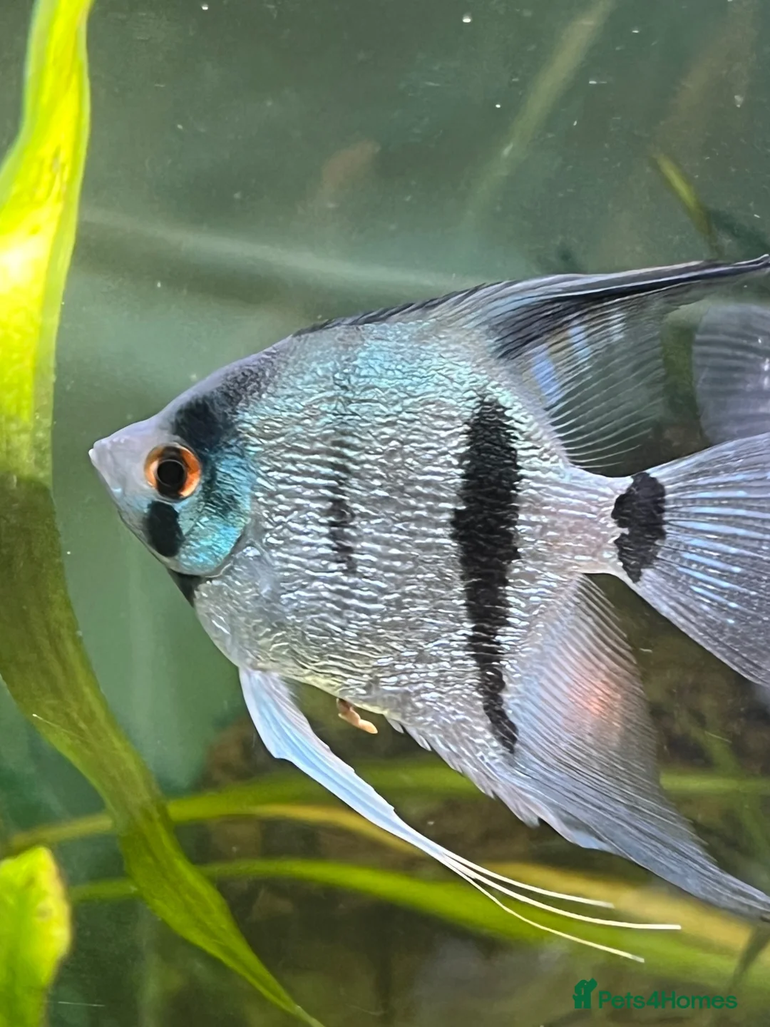 Angelfish fish for sale: Blue Diamond angelfish pair.  - Advert 1