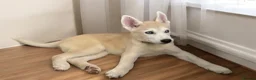 Siberian Husky dogs for sale: Only 1 bi-eyed girl remaining! Ready to leave! - Advert 3