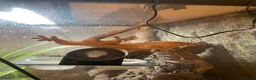 Gecko reptiles for sale: Crested Gecko and BIOACTIVE Exoterra Terrarium - Advert 15