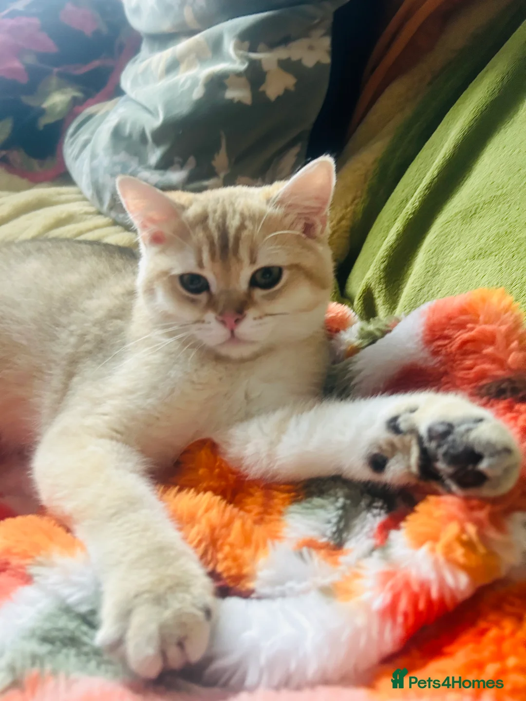 Scottish Fold cats for sale: Only one boy left now  - Advert 1