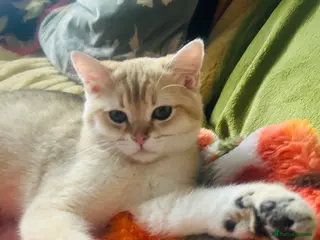 Scottish Fold cats Beautiful Golden Chinchilla kittens - Advert 5