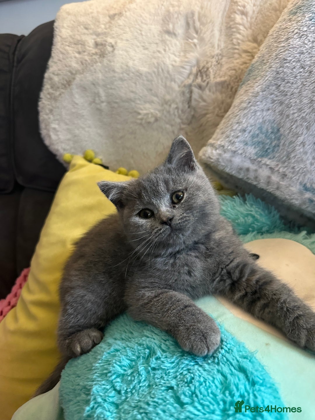British Shorthair cats for sale: BEAUTIFUL BABY BLUE KITTENS  - Image 11