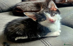British Shorthair cats for sale: 3 kittens  - Image 3