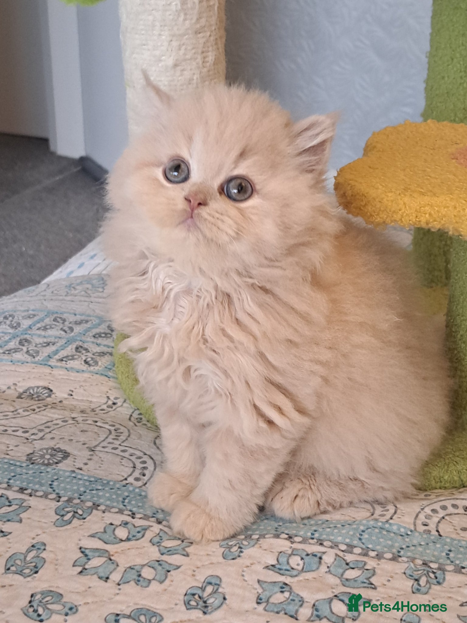 British Longhair cats for sale: Top Quality purebred BLH Kittend - Advert 11