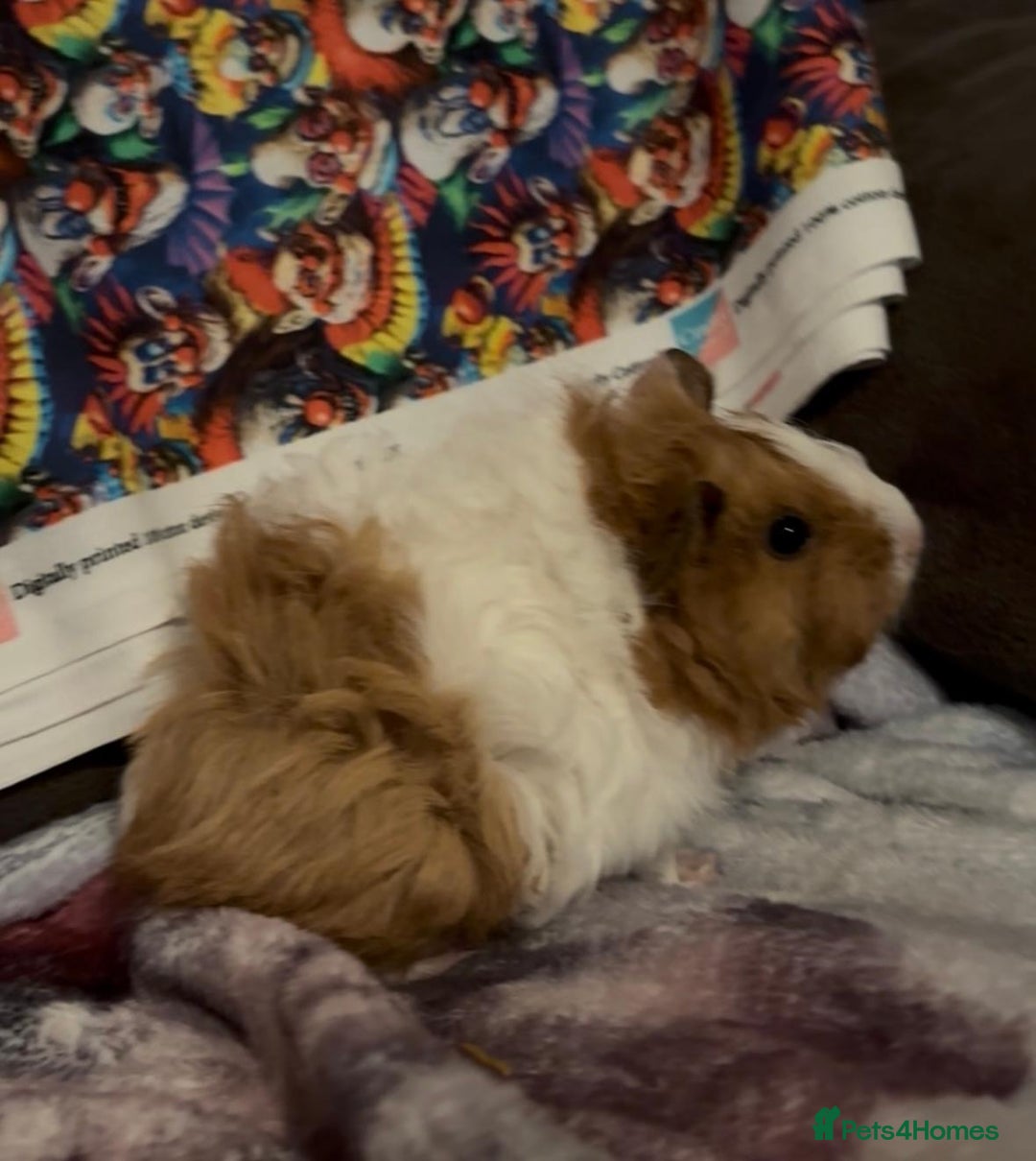 Guinea Pig rodents for sale: Gorgeous Baby Piggies 3 x Girls - Image 9